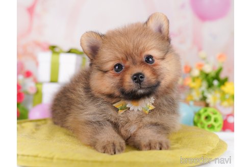 販売中の東京都のポメラニアン-392153の4枚目