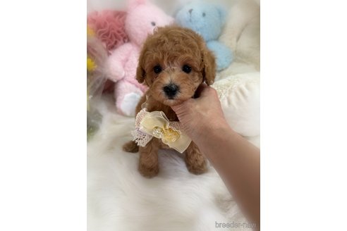 販売中の香川県のトイプードル-389223の4枚目
