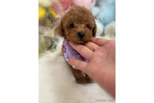 販売中の香川県のトイプードル-389224の2枚目