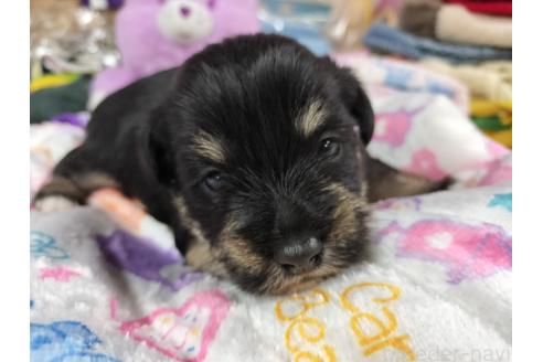 販売中の栃木県のミックス犬-389417の4枚目