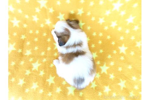 販売中の千葉県のパピヨン-388531の6枚目