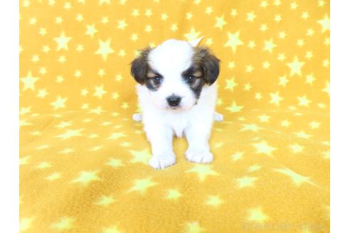 販売中の千葉県のパピヨン-388531の5枚目