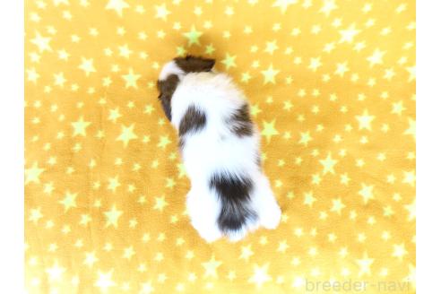販売中の千葉県のパピヨン-388529の6枚目