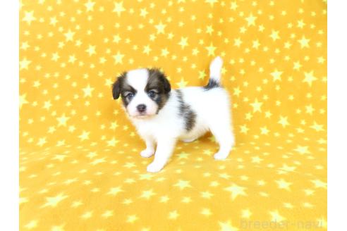 販売中の千葉県のパピヨン-388529の5枚目