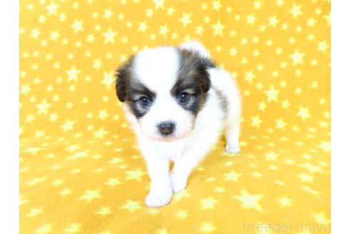 販売中の千葉県のパピヨン-388529の4枚目