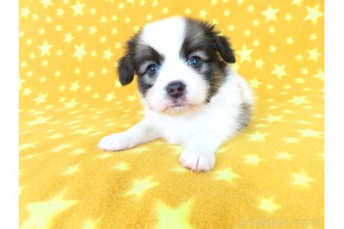 販売中の千葉県のパピヨン-388529の3枚目