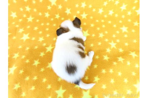販売中の千葉県のパピヨン-388526の6枚目