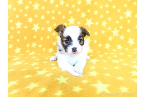 販売中の千葉県のパピヨン-388526の3枚目