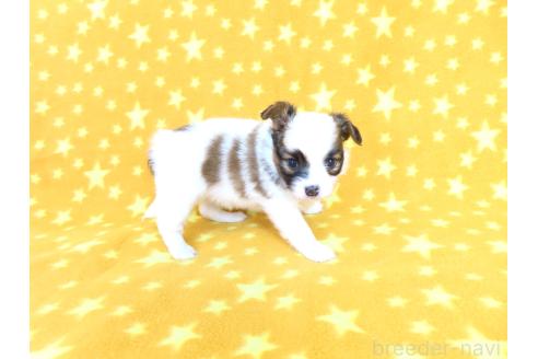 販売中の千葉県のパピヨン-388526の4枚目