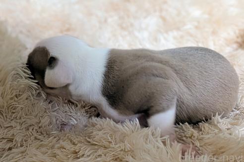 販売中の愛媛県のイタリアングレーハウンド(イタグレ)-390803の6枚目