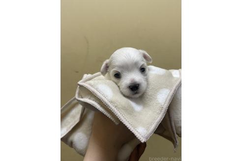 販売中の福岡県のマルチーズ-390804の3枚目