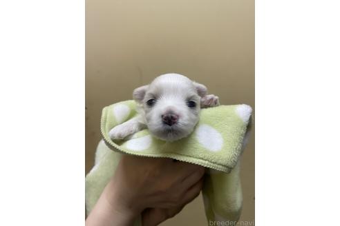 販売中の福岡県のマルチーズ-390804の2枚目