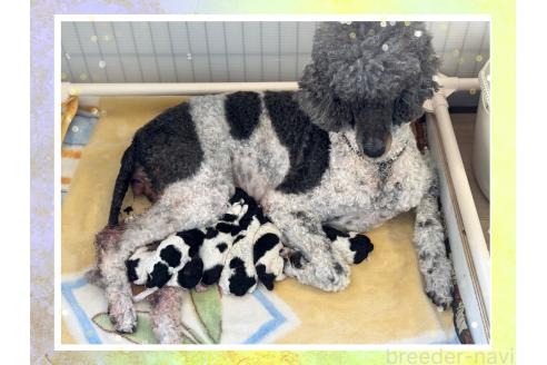 販売中の千葉県のスタンダードプードル-390938の5枚目