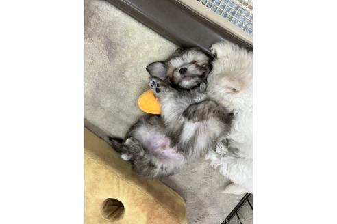 成約済の愛知県のチワマル:チワワ×マルチーズ-385704の2枚目