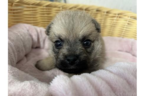 販売中の岡山県のミックス犬-388045の9枚目