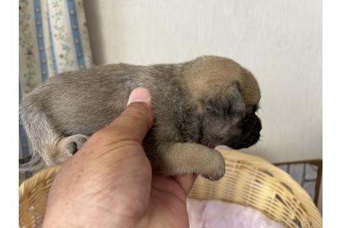 成約済の岡山県のミックス犬-388047の7枚目