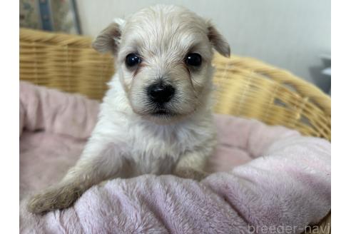 商談中の岡山県のミックス犬-388048の7枚目