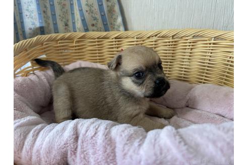 販売中の岡山県のミックス犬-388051の10枚目