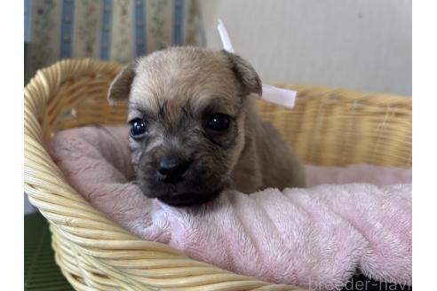 販売中の岡山県のミックス犬-388052の9枚目