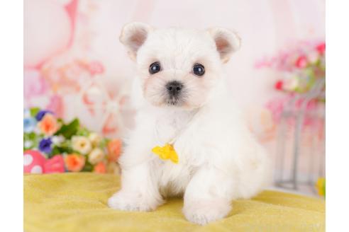 販売中の神奈川県のチワマル:チワワ×マルチーズ-390976の10枚目