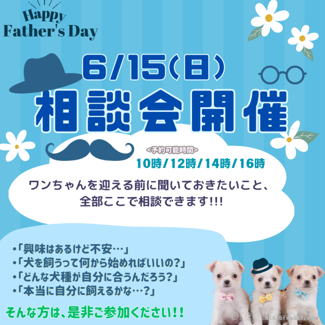 成約済の神奈川県のチワワ(ロングコート)-390977の3枚目