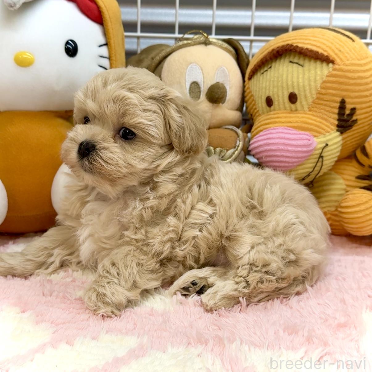 販売中の岐阜県のマルプー:マルチーズ×トイプードル-389234の4枚目