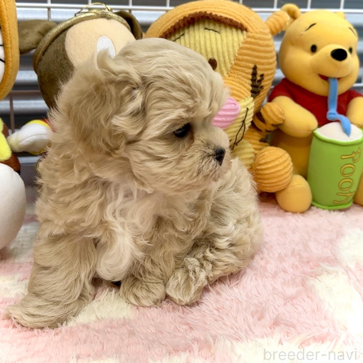 販売中の岐阜県のマルプー:マルチーズ×トイプードル-389234の3枚目