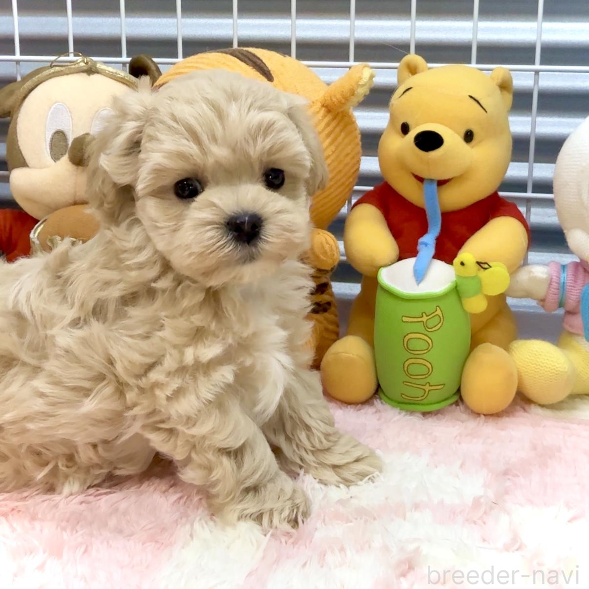 販売中の岐阜県のマルプー:マルチーズ×トイプードル-389234の2枚目