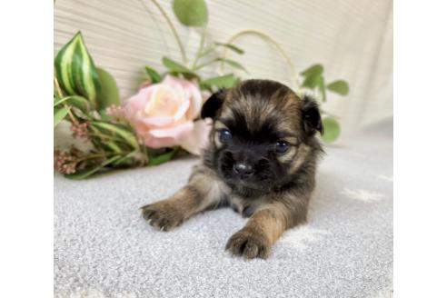 販売中の福岡県のミックス犬-387527の12枚目