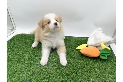 成約済の愛知県のボーダーコリー-391000の1枚目