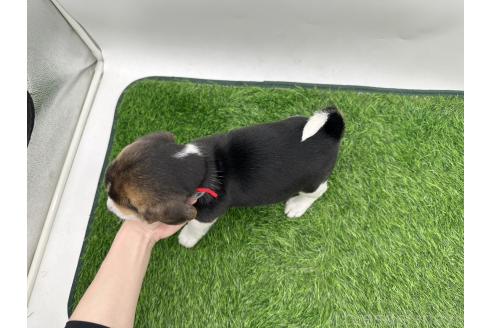 販売中の愛知県のビーグル-391006の2枚目
