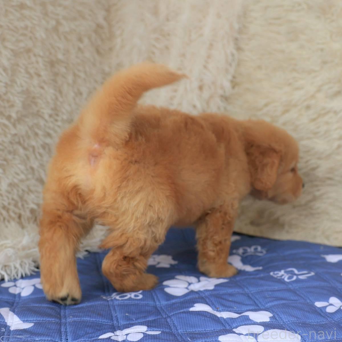 販売中の埼玉県のゴールデンレトリーバー-391016の2枚目