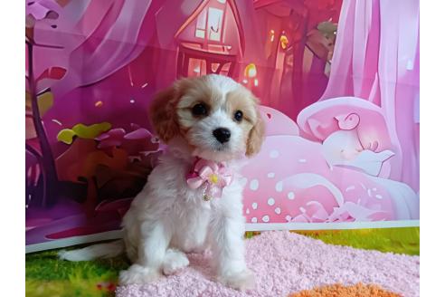 成約済の神奈川県のミックス犬-386695の13枚目