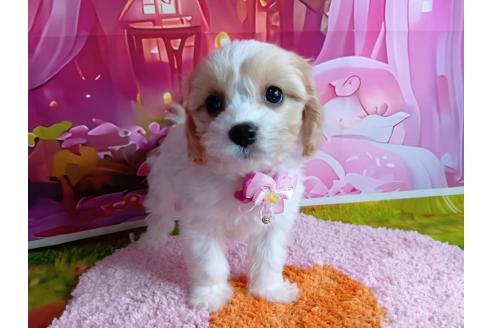 成約済の神奈川県のミックス犬-386695の12枚目