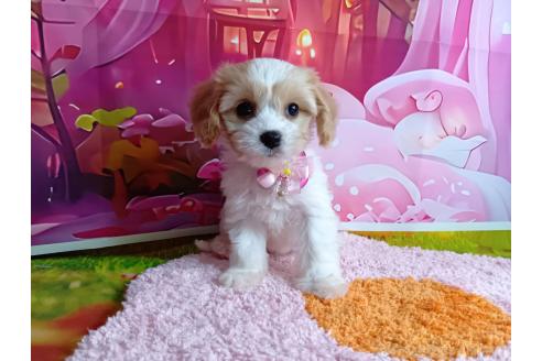 成約済の神奈川県のミックス犬-386695の10枚目