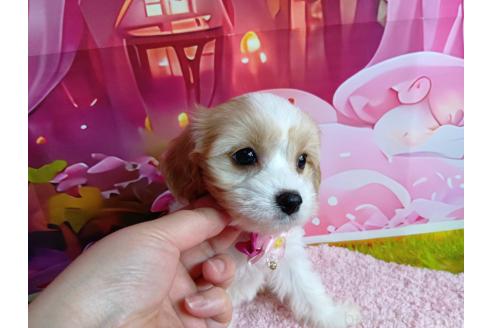 成約済の神奈川県のミックス犬-386695の9枚目