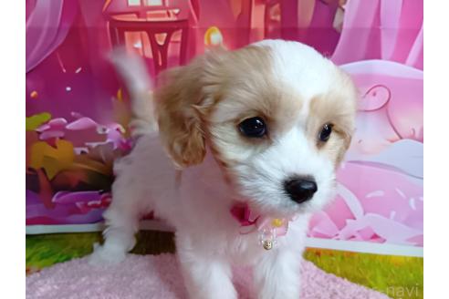 成約済の神奈川県のミックス犬-386695の8枚目