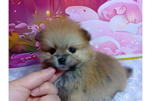 販売中の神奈川県のポメラニアン-388546の6枚目