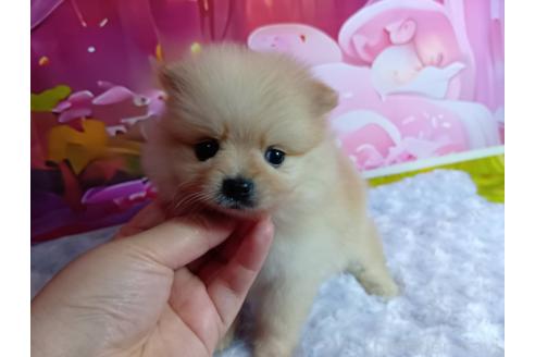 販売中の神奈川県のポメラニアン-388540の9枚目