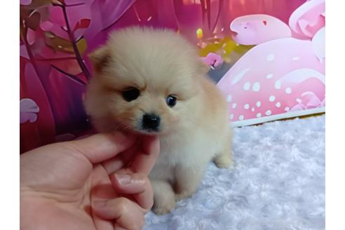 販売中の神奈川県のポメラニアン-388540の3枚目