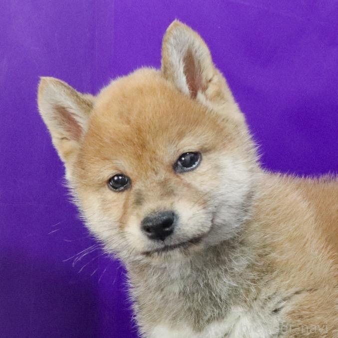 成約済の愛知県の柴犬-391029の1枚目