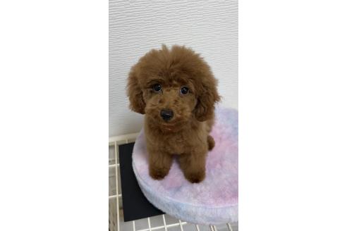 成約済の愛知県のタイニープードル-383723の3枚目