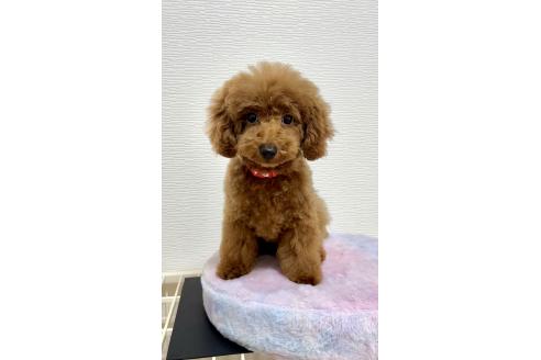 成約済の愛知県のタイニープードル-383723の2枚目