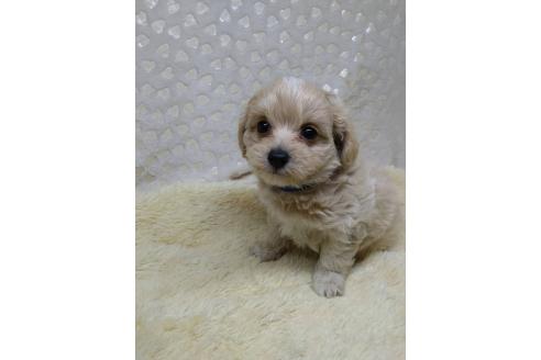 販売中の三重県のミックス犬-391035の1枚目