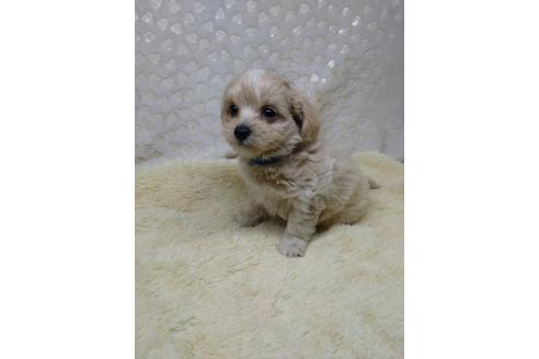 販売中の三重県のミックス犬-391035の6枚目