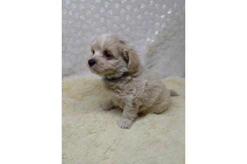 販売中の三重県のミックス犬-391035の4枚目