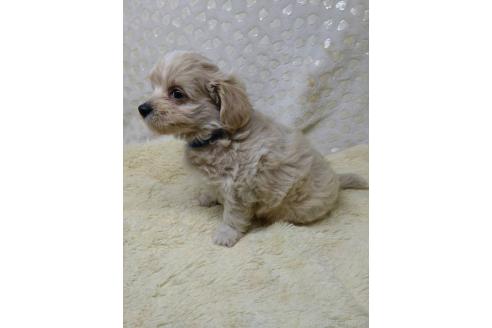 販売中の三重県のミックス犬-391035の3枚目