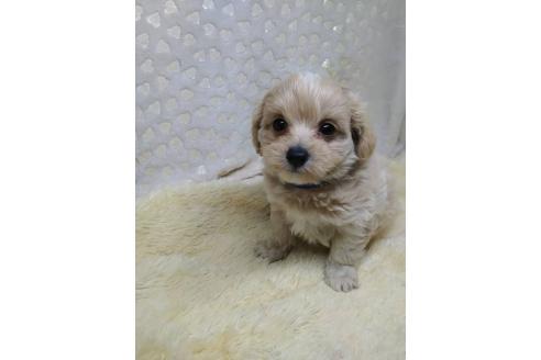 販売中の三重県のミックス犬-391035の2枚目
