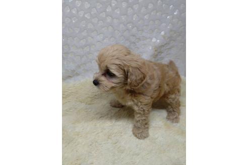 販売中の三重県のミックス犬-391036の6枚目