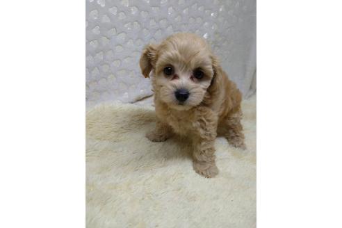 販売中の三重県のミックス犬-391036の5枚目